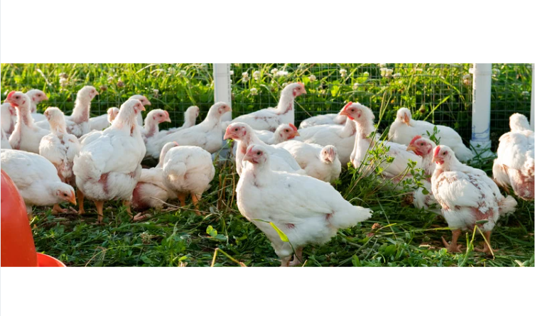 Pasture-Raised Whole Chicken ( Pre-Order Deposit)