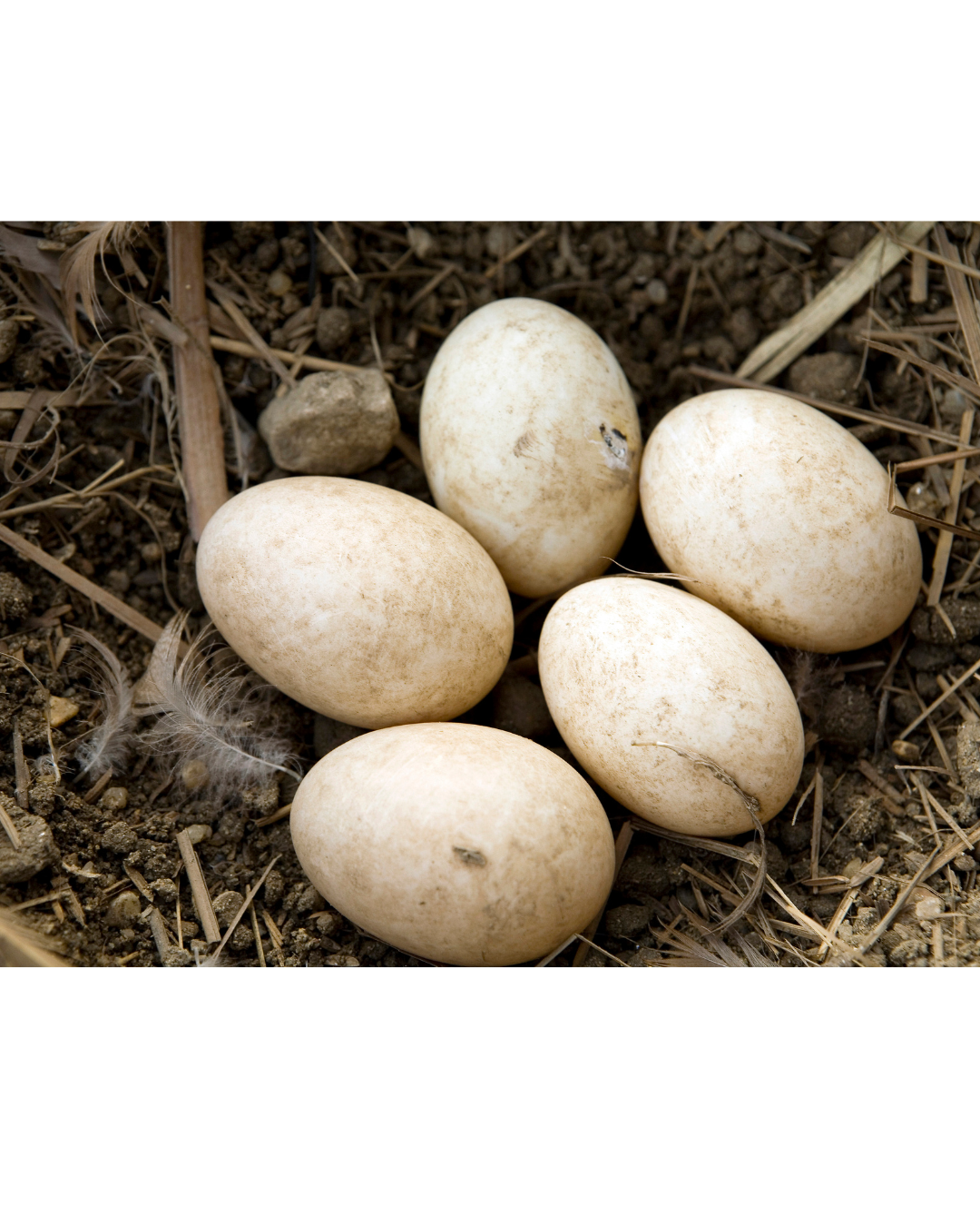 Pekin Duck Eggs