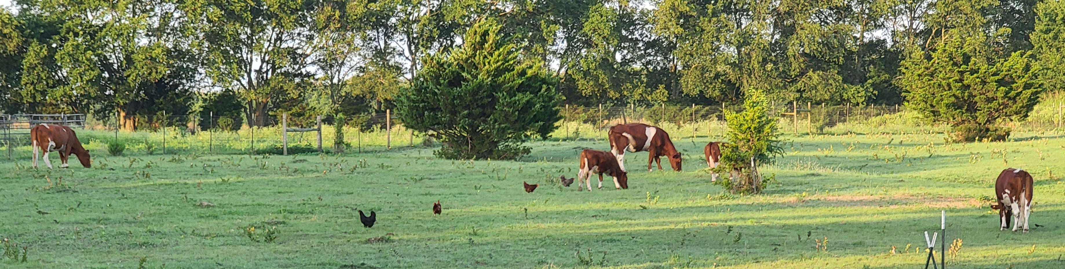 Cows grazing in a green field with chickens; trees in the background